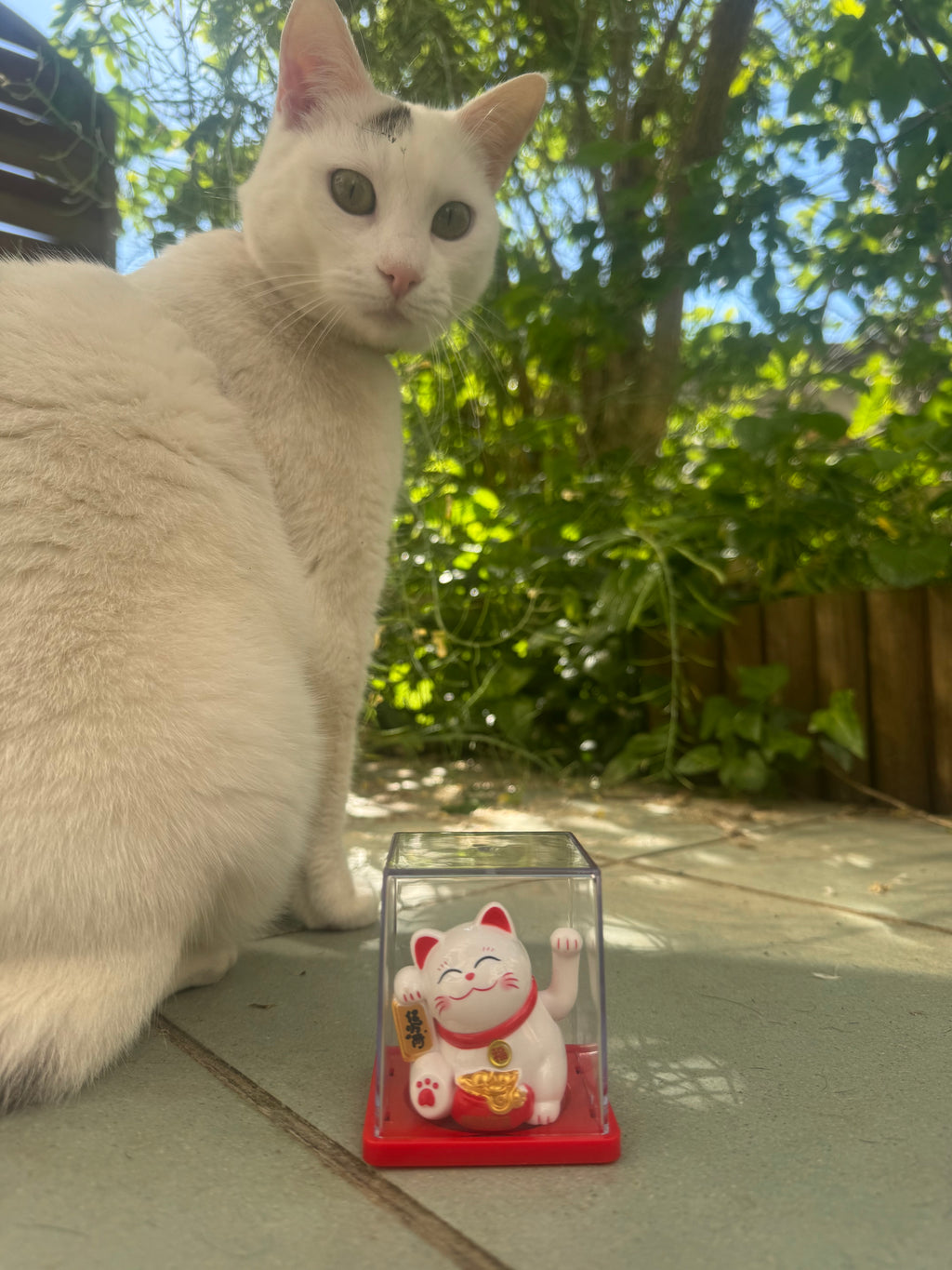 Maneki-neko: mačka, ki prinaša srečo